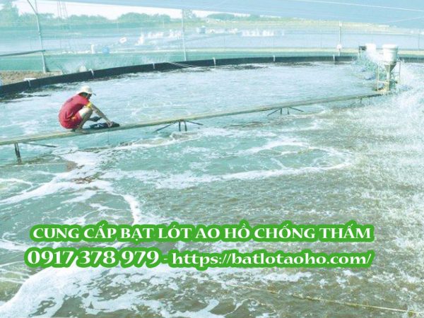 Cách Ngâm Tỏi Cho Tốm Ăn Trong Hồ Lót Bạt HDPE Thành CÔng ở Cà Mau