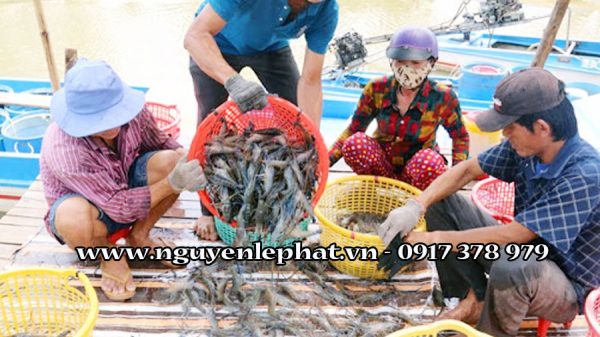 Kỹ thuật nuôi và phòng bệnh cho tôm càng xanh hiệu quả - Hiệu quả đưa cơ giới hóa vào nuôi tôm càng xanh